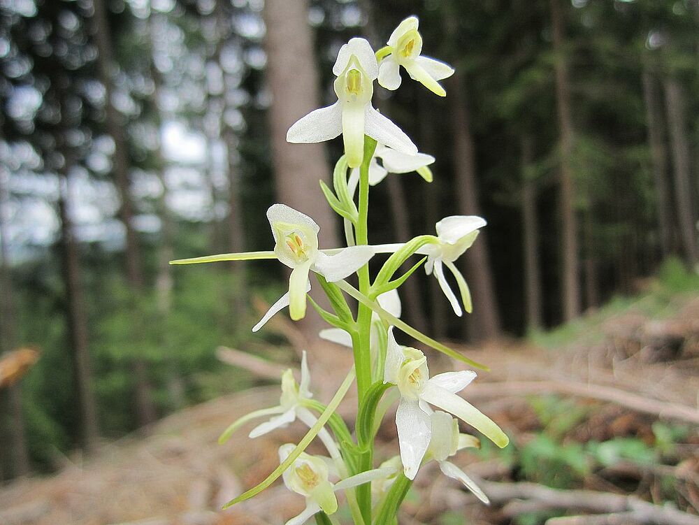 Zweiblättrige Waldhyazinthe: Diese Orchidee ist eine nach der Tiroler Naturschutzverordnung (TNSchVO 2006) gänzlich geschützte Art. Fünf Nachtfalter konnten als Bestäuber beobachtet werden.